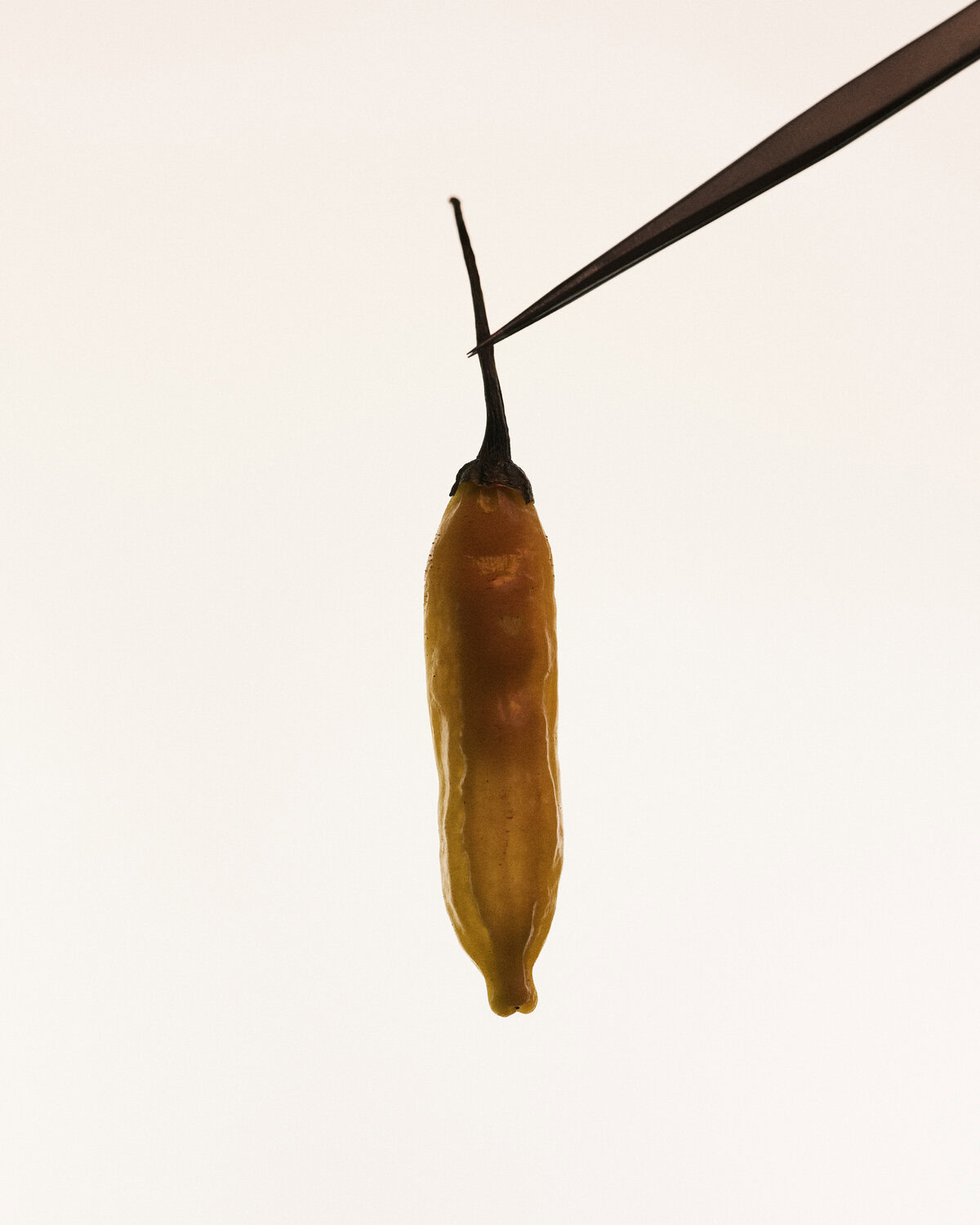 Clinic Peppers, still life of rare chili peppers - 1