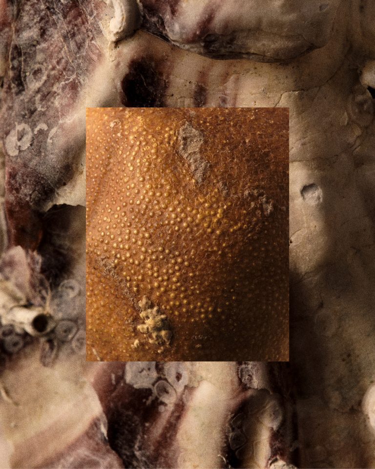 Transitoire, shoreline between ocean and land, personal series, photography by Germain Gilbert, Époque studio, Paris - 5