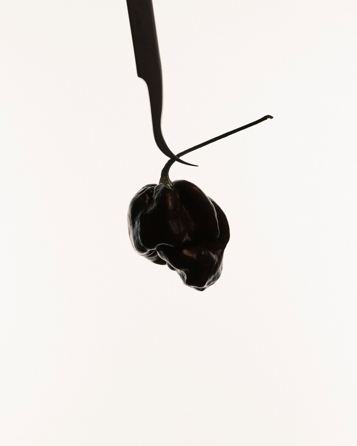 Clinic Peppers, still life of rare chili peppers - 3